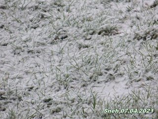 sneh 7 april